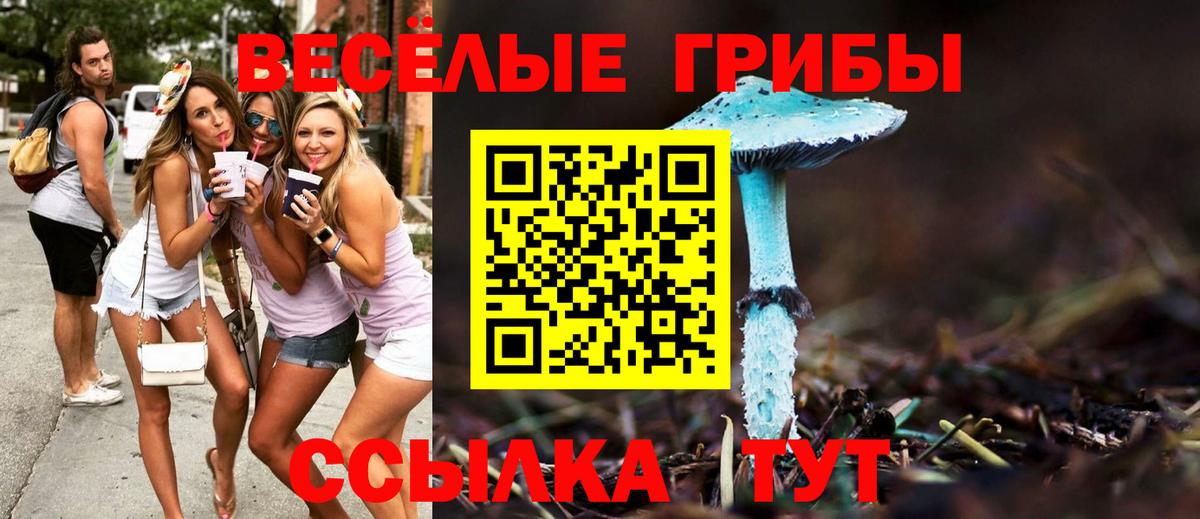Новочебоксарск  наркотики  Вход с VPN  Псилоцибиновые грибы Psilocybe 